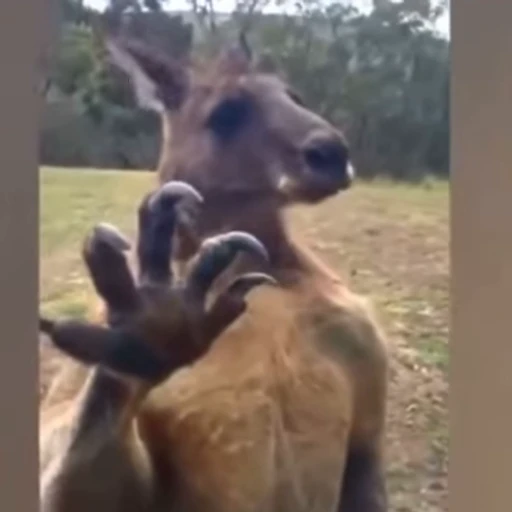 🖐 Стикер «kangaroos» для Telegram