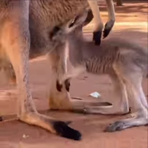 😔 Стикер «kangaroos» для Telegram