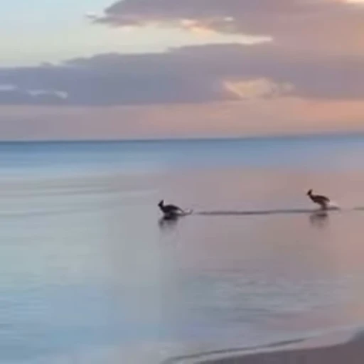 🐬 Стикер «kangaroos» для Telegram