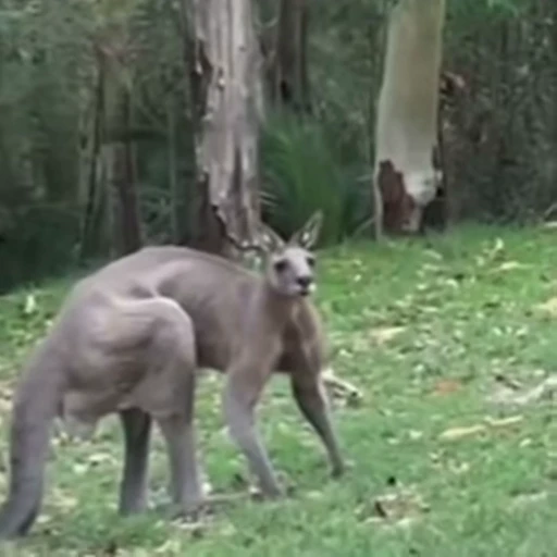 🧍‍♂️ Стикер «kangaroos» для Telegram