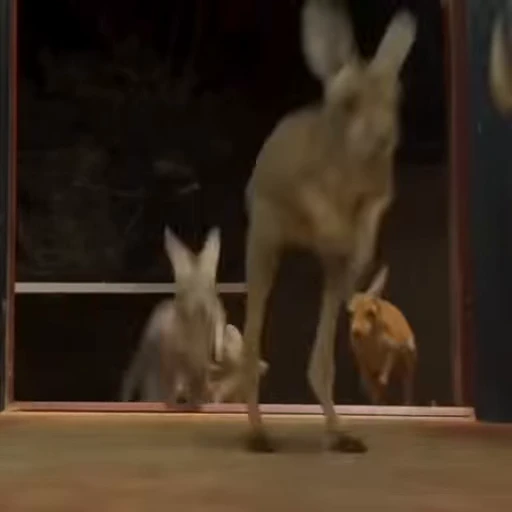 🏃‍♀️ Стикер «kangaroos» для Telegram