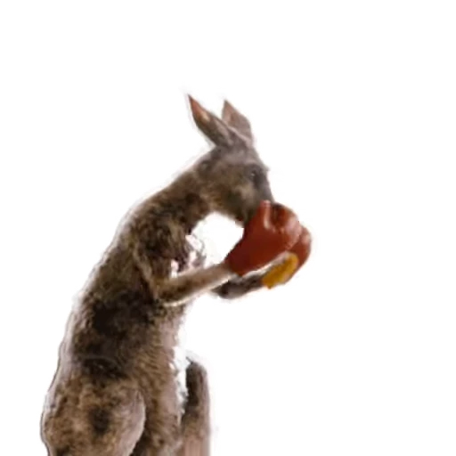 😤 Стикер «Kangaroo for» для Telegram