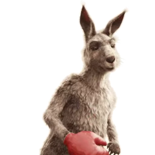 💪 Стикер «Kangaroo for» для Telegram