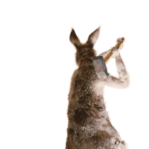 🤬 Стикер «Kangaroo for» для Telegram