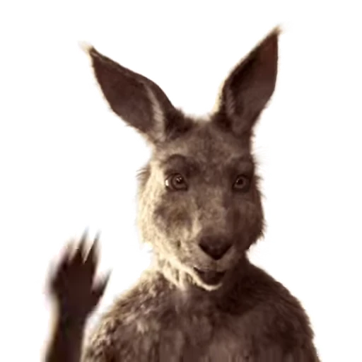 👋 Стикер «Kangaroo for» для Telegram