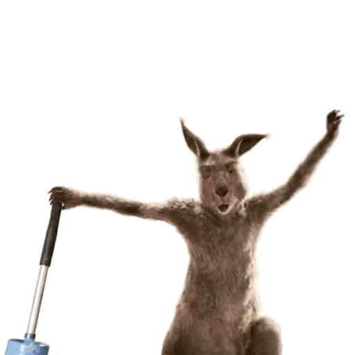 🤪 Стикер «Kangaroo for» для Telegram