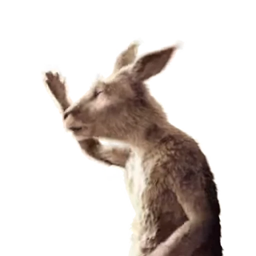 🤦‍♂️ Стикер «Kangaroo for» для Telegram