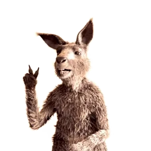 ✌ Стикер «Kangaroo for» для Telegram