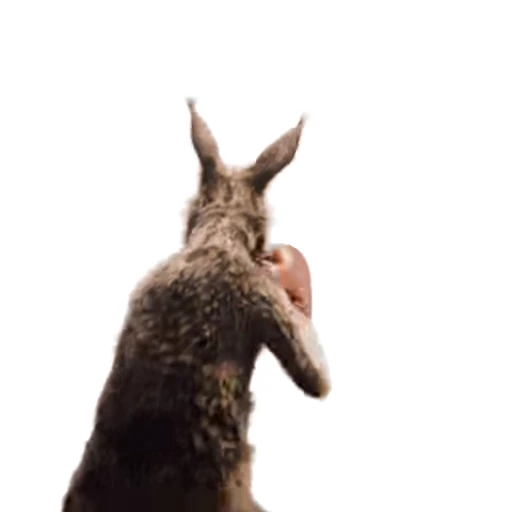 🥊 Стикер «Kangaroo for» для Telegram