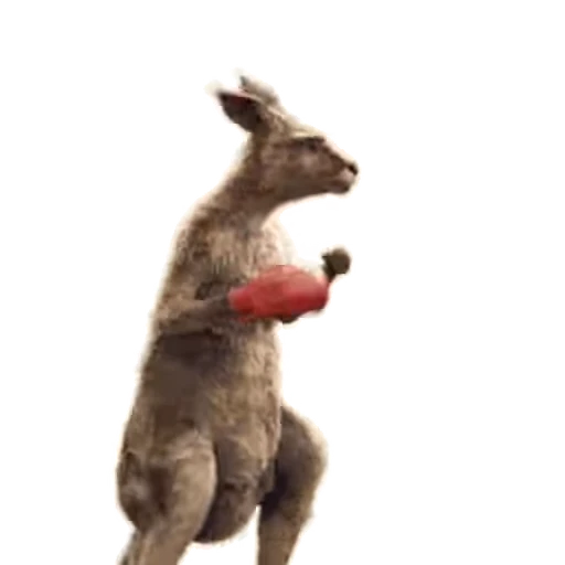 🥊 Стикер «Kangaroo for» для Telegram