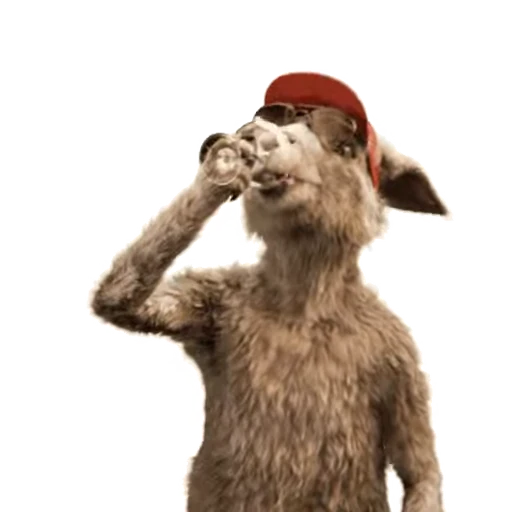 🍷 Стикер «Kangaroo for» для Telegram