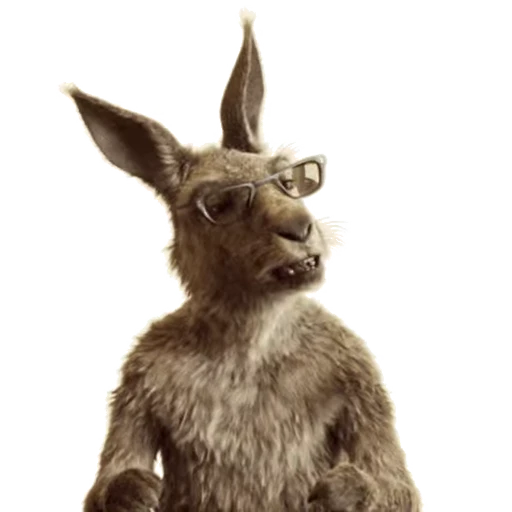🧐 Стикер «Kangaroo for» для Telegram