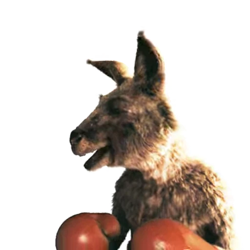 😠 Стикер «Kangaroo for» для Telegram