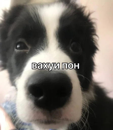 🤨 Стикер «каору» для Telegram
