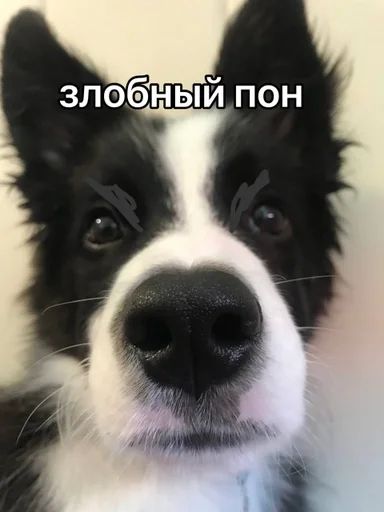 😡 Стикер «каору» для Telegram