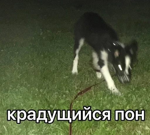 🫣 Стикер «каору» для Telegram