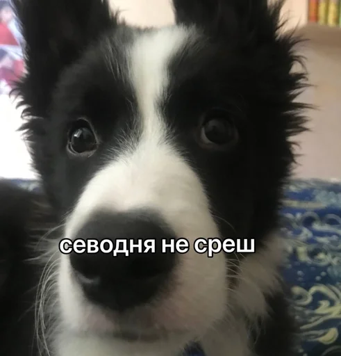 🚫 Стикер «каору» для Telegram
