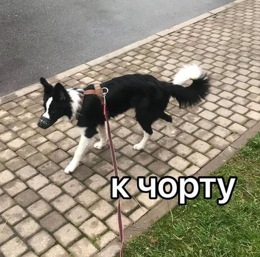 😇 Стикер «каору» для Telegram