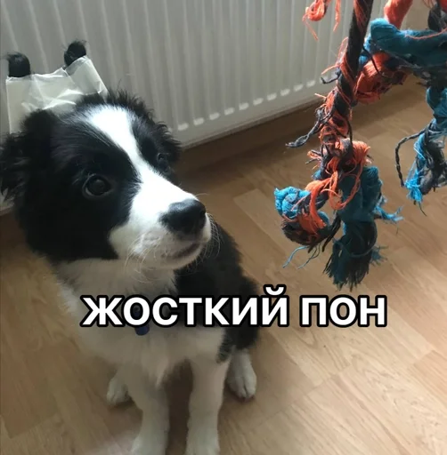 😟 Стикер «каору» для Telegram