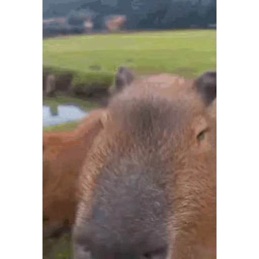 🦫 Стикер «Капибара/Capybara» для Telegram
