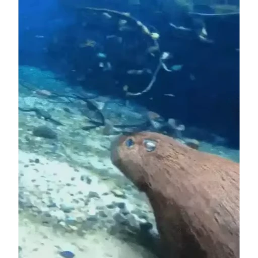 🦫 Стикер «Капибара/Capybara» для Telegram