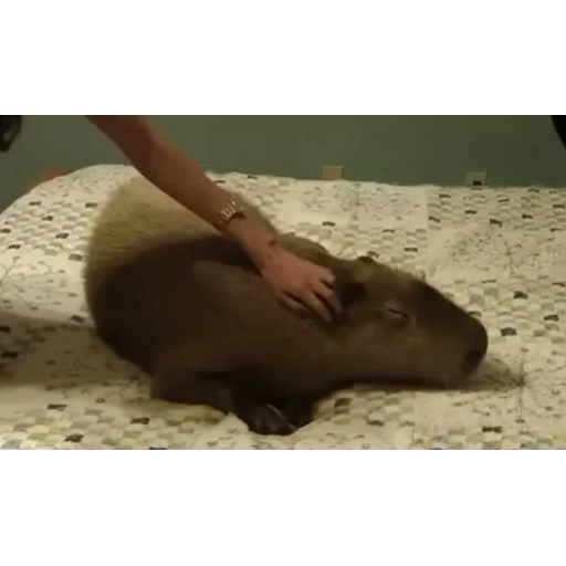 😏 Стикер «Капибара/Capybara» для Telegram