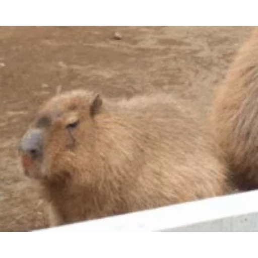 💤 Стикер «Капибара/Capybara» для Telegram