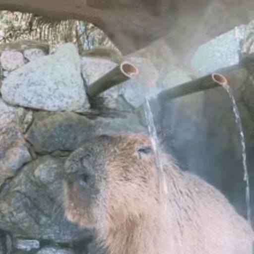 🚿 Стикер «Капибара/Capybara» для Telegram