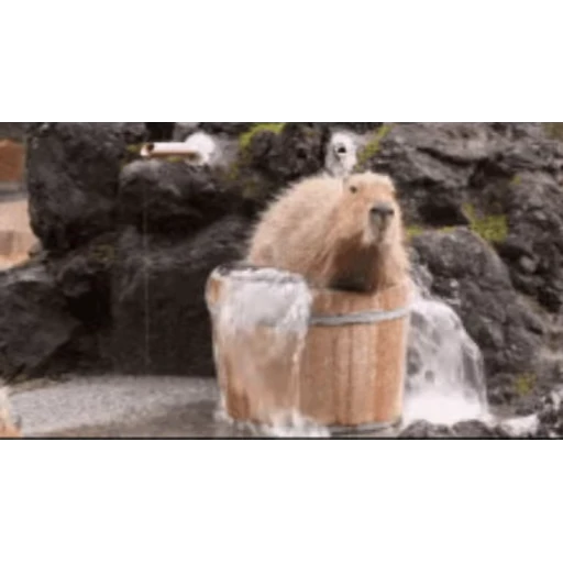 🚿 Стикер «Капибара/Capybara» для Telegram