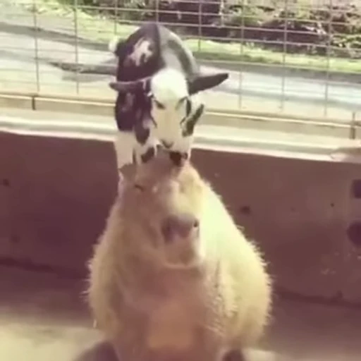 🐐 Стикер «Капибара/Capybara» для Telegram
