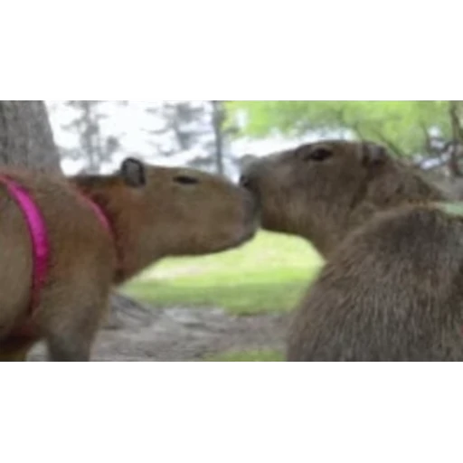 😘 Стикер «Капибара/Capybara» для Telegram