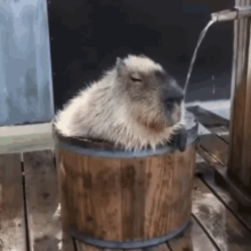 🚿 Стикер «Капибара/Capybara» для Telegram