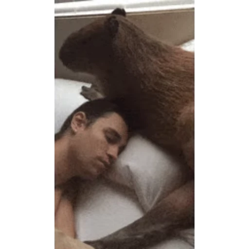 💤 Стикер «Капибара/Capybara» для Telegram