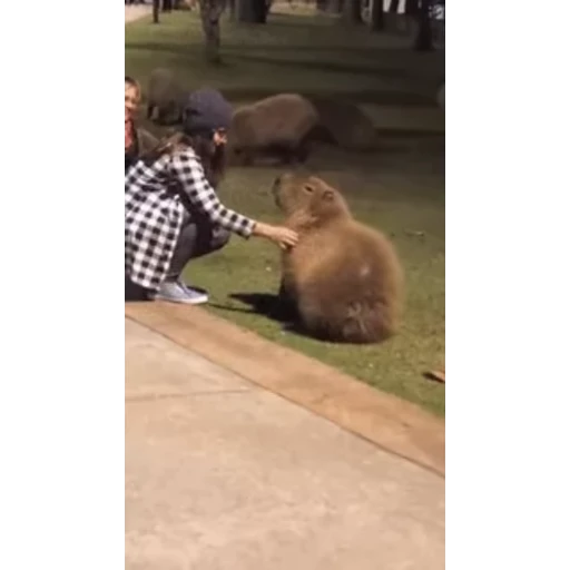 😏 Стикер «Капибара/Capybara» для Telegram