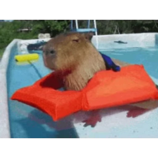 🦫 Стикер «Капибара/Capybara» для Telegram