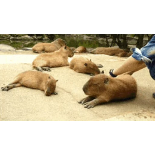 💤 Стикер «Капибара/Capybara» для Telegram