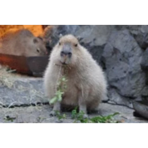 🥬 Стикер «Капибара/Capybara» для Telegram