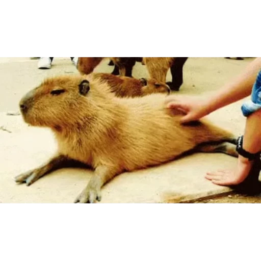 😏 Стикер «Капибара/Capybara» для Telegram