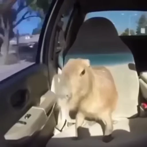 🚘 Стикер «Капибара/Capybara» для Telegram