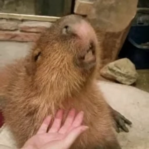😏 Стикер «Капибара/Capybara» для Telegram