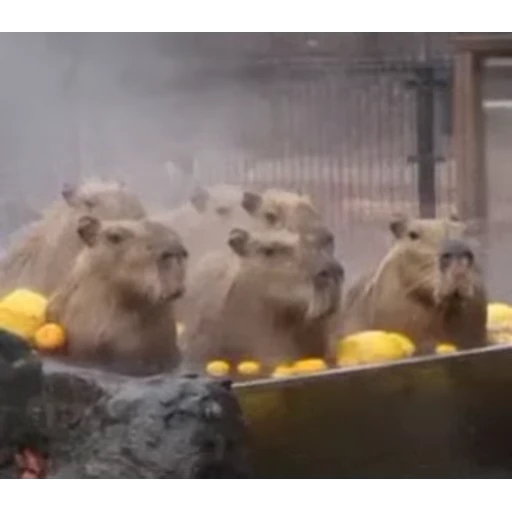 🛀 Стикер «Капибара/Capybara» для Telegram