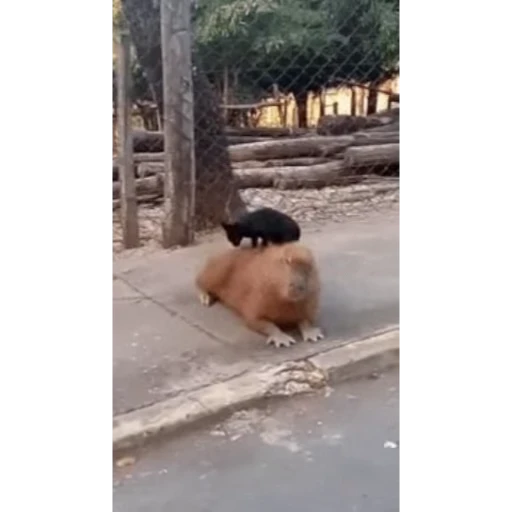 💤 Стикер «Капибара/Capybara» для Telegram