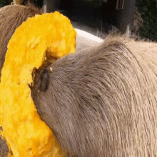 🎃 Стикер «Капибара/Capybara» для Telegram