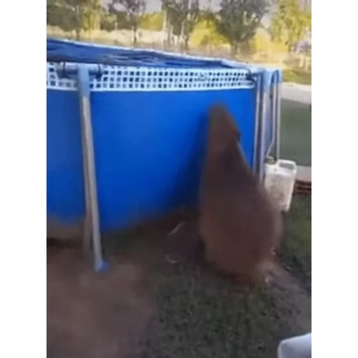 🏊 Стикер «Капибара/Capybara» для Telegram