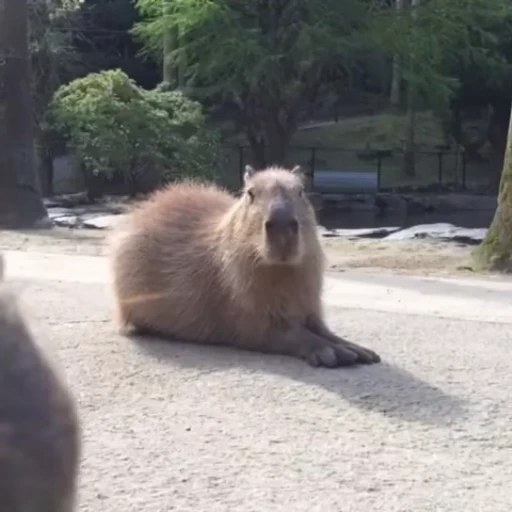 🦫 Стикер «Капибара/Capybara» для Telegram
