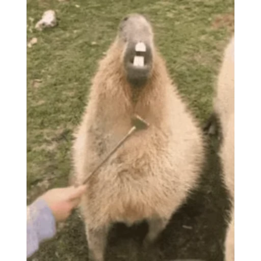 🦷 Стикер «Капибара/Capybara» для Telegram