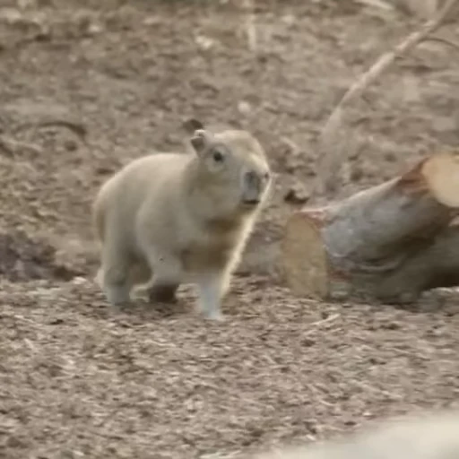 😱 Стикер «Капибара/Capybara» для Telegram