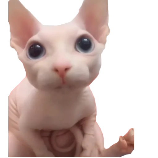 🥺 Стикер «Шлёпанцы» для Telegram
