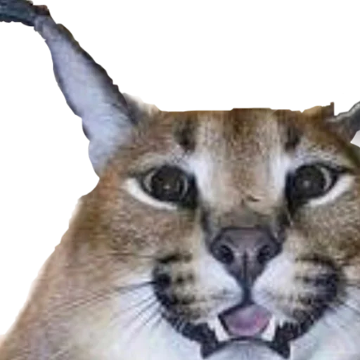 😺 Стикер «Шлёпанцы» для Telegram