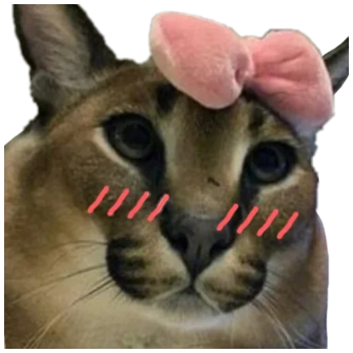 😽 Стикер «Шлёпанцы» для Telegram